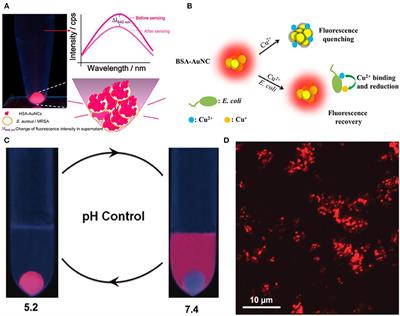 Gold Nanoclusters for Bacterial Detection and Infection Therapy